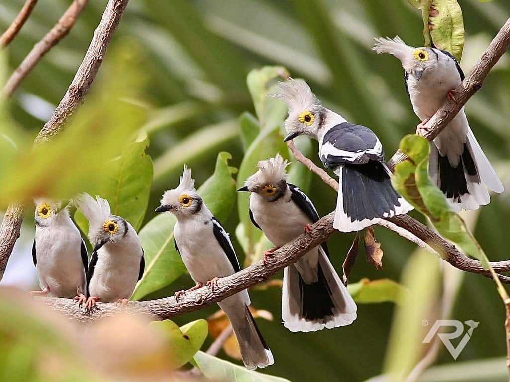 White-crested Helmet Shrike