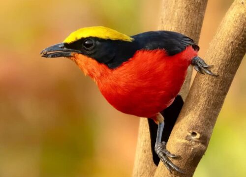 Yellow-crowned Gonolek