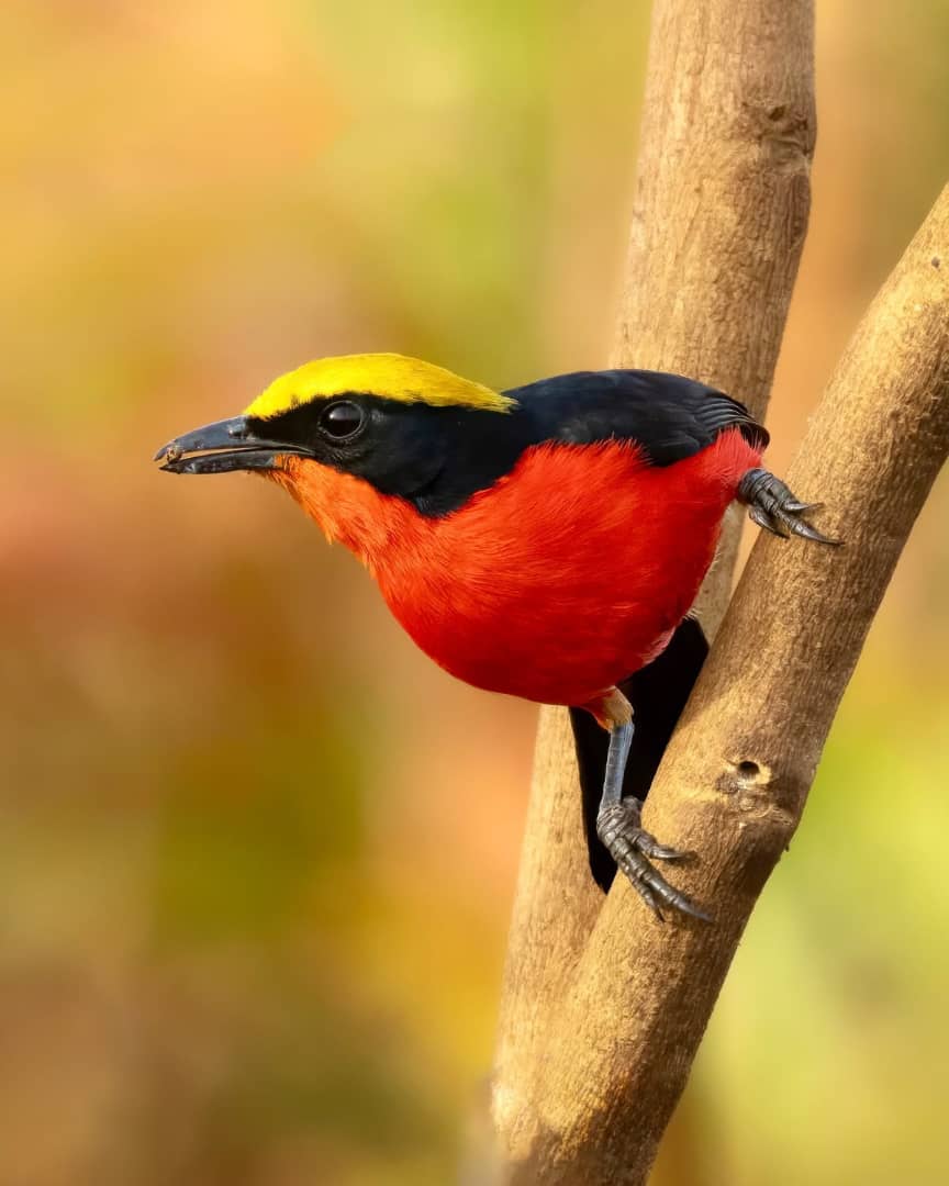 Yellow-crowned Gonolek
